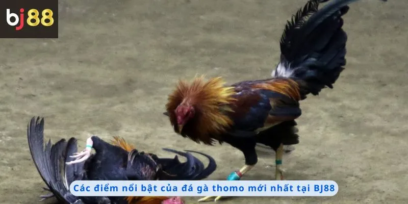Đá Gà Thomo Mới Nhất 3 Các điểm nổi bật