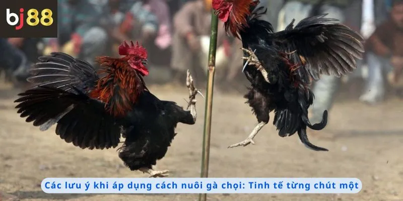 Cách Nuôi Gà Chọi 2 Các lưu ý khi áp dụng
