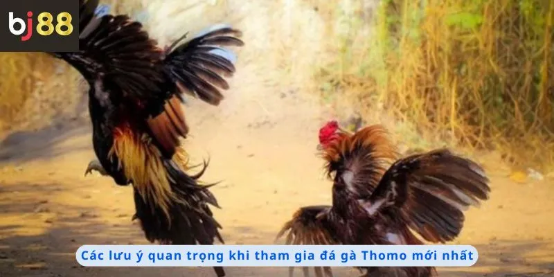 Đá Gà Thomo Mới Nhất 2 Các lưu ý khi tham gia