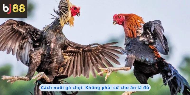 Cách Nuôi Gà Chọi 1 Cách nuôi gà chọi