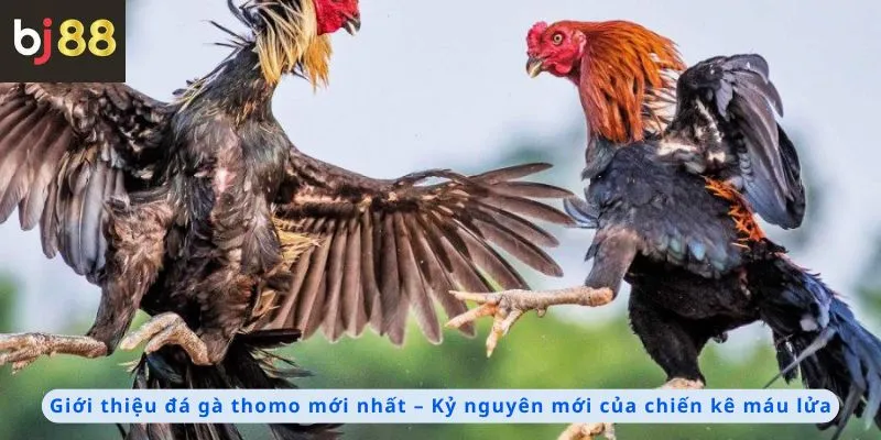 Đá Gà Thomo Mới Nhất 1 Giới thiệu đá gà Thomo mới nhất
