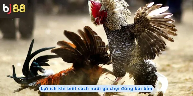 Cách Nuôi Gà Chọi 3 Lợi ích khi biết cách nuôi