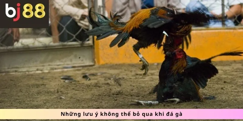 Đá Gà 3 Những lưu ý không thể bỏ qua
