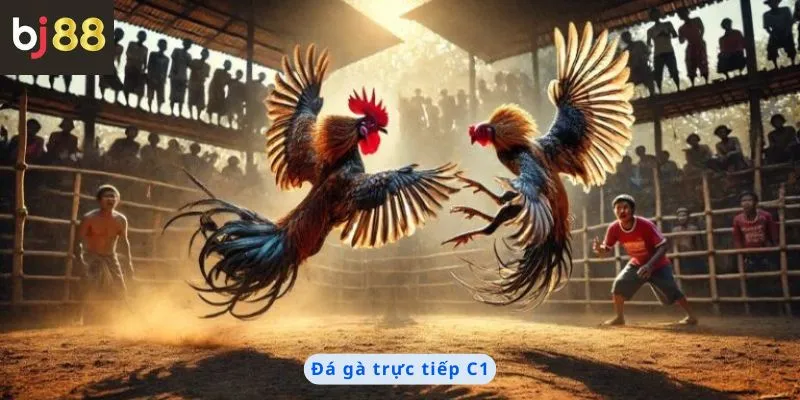 đá gà trực tiếp C1